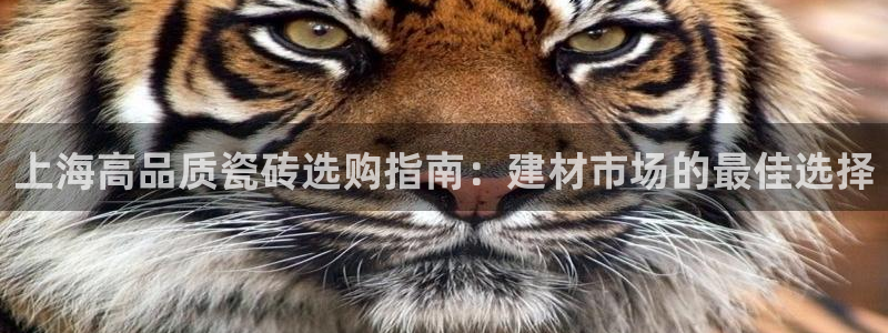 杏鑫娱乐开发团队
