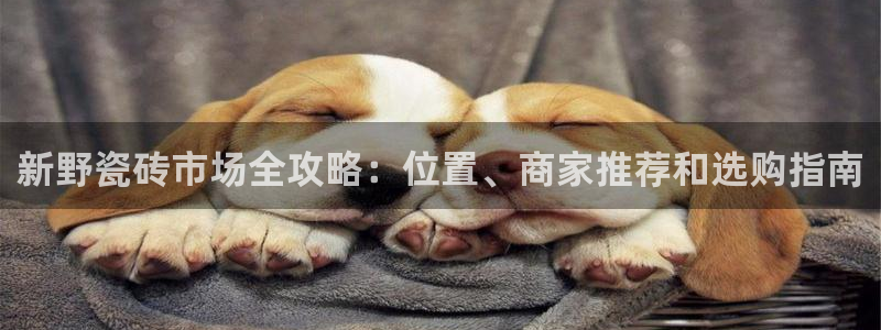 杏鑫注册登录代理公司