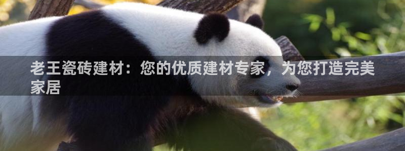 杏鑫平台代理注册流程