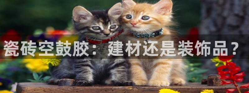 杏鑫平台注册地址是哪里